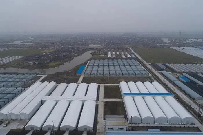 Single-Span Blackout Mushroom and Medical Plant Greenhouse with Light Deprivation System