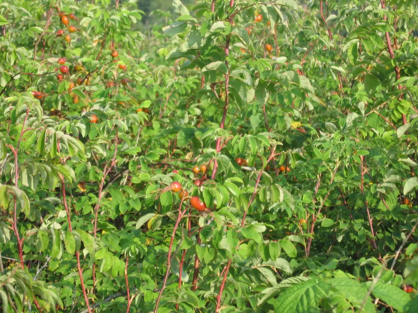 Rosehip, Fructus Rosae, Rosehip Selvagem de frutas em pó, extracto Rosehip Rosehip