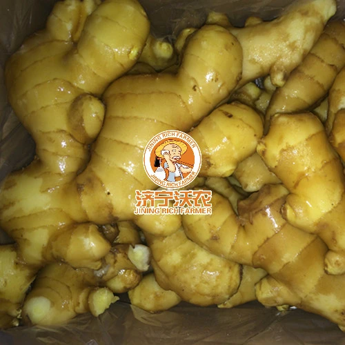 Hot Sale High Quality Ginger Good Price Fresh and Dry Ginger