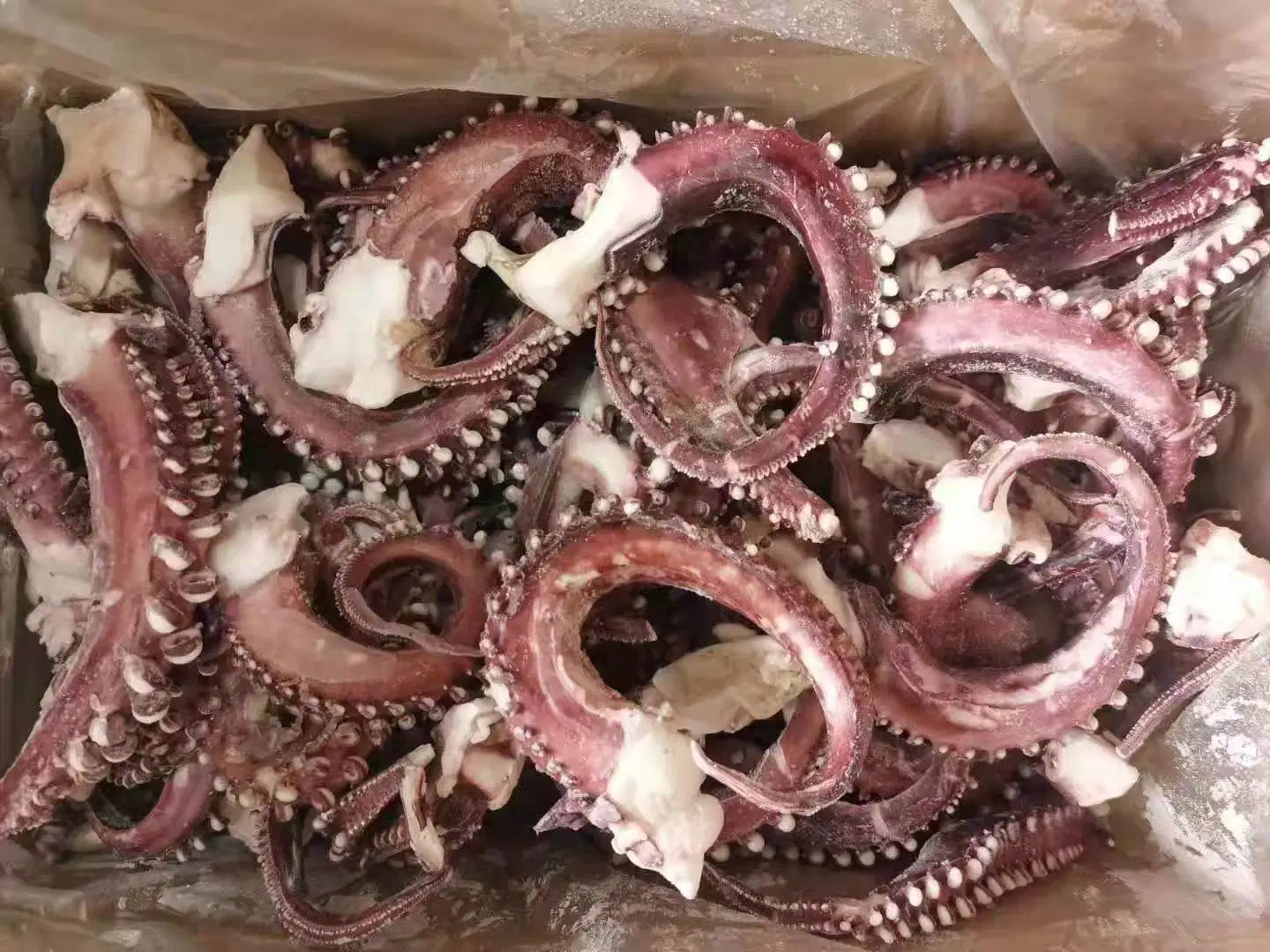 Pescado congelado Calamar Calamar Pota Sotong tentáculo