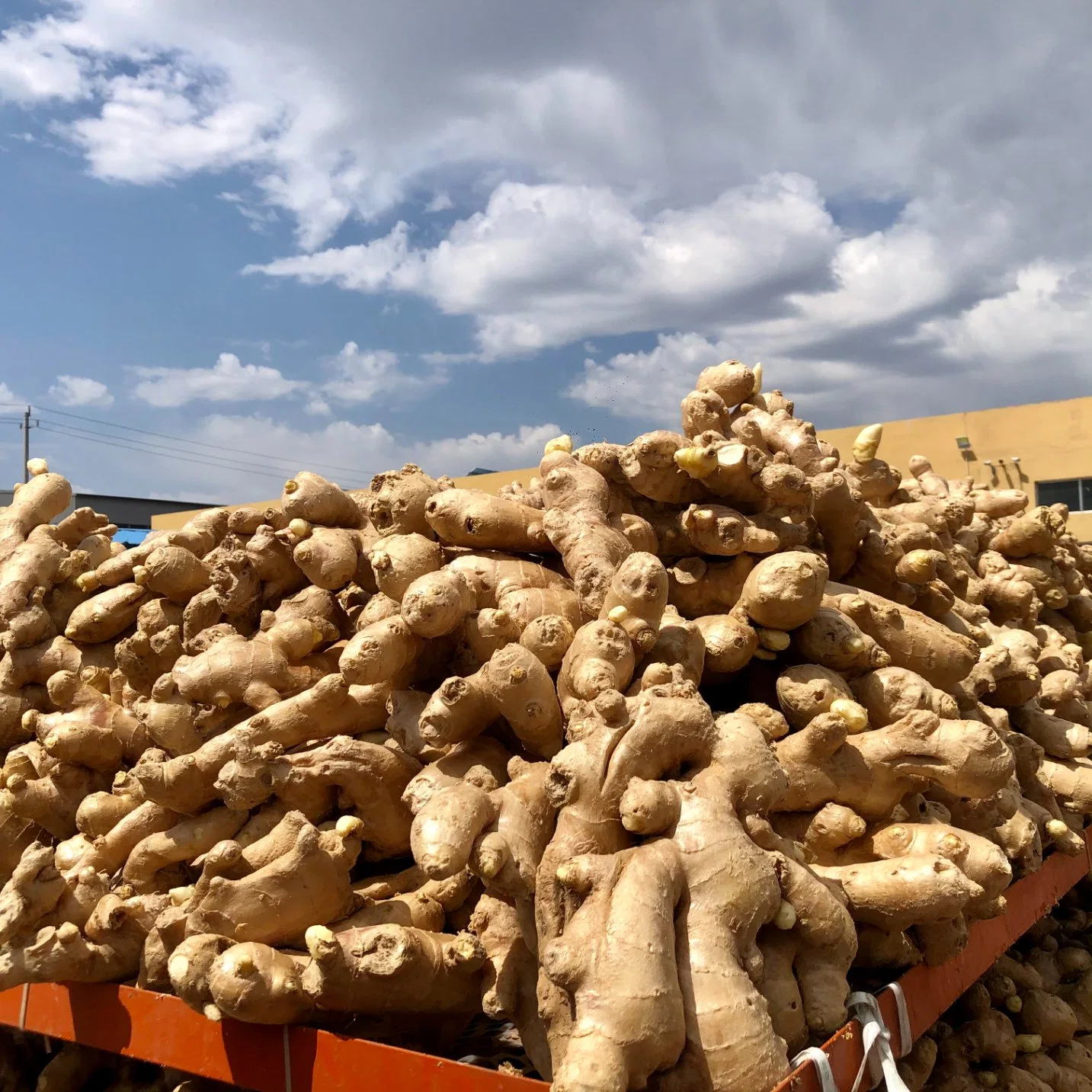 Chinese Highest Euro Quality Standard Factory Air Dried Ginger