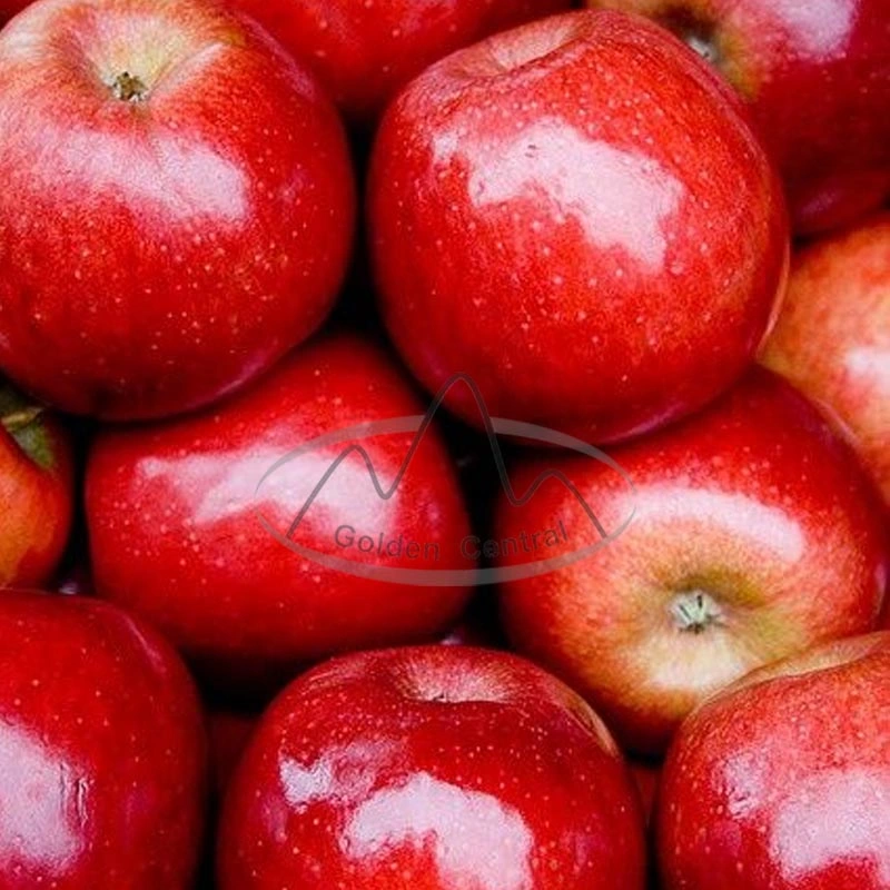 100% Natural Product Food Grade Fresh Red FUJI Apples