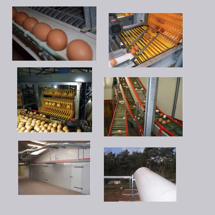 H Type Battery Layer Chicken Cage with Fully Automatic Equipment