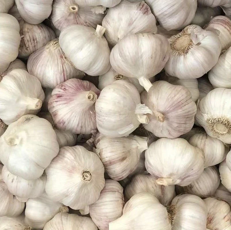 Wholesale/Supplier New Crop Pure/Normal White Fresh Peeled Garlic Low Price