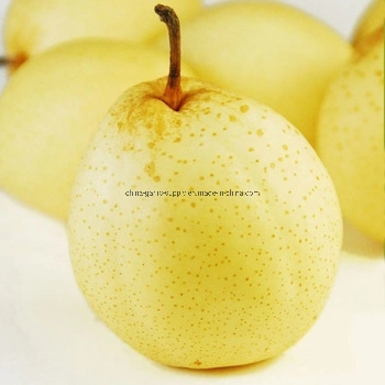 Supply Fresh Product for Sale Chinese Fresh Pear Fruit Emerald Pear Ya Pear Crown Pear Early Su Pear Shandong Pear Fengshui Pear