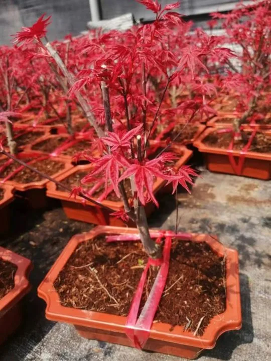 Red Maple Bonsai Real Plant Seedling Indoor Outdoor Ornament High quality/High cost performance 