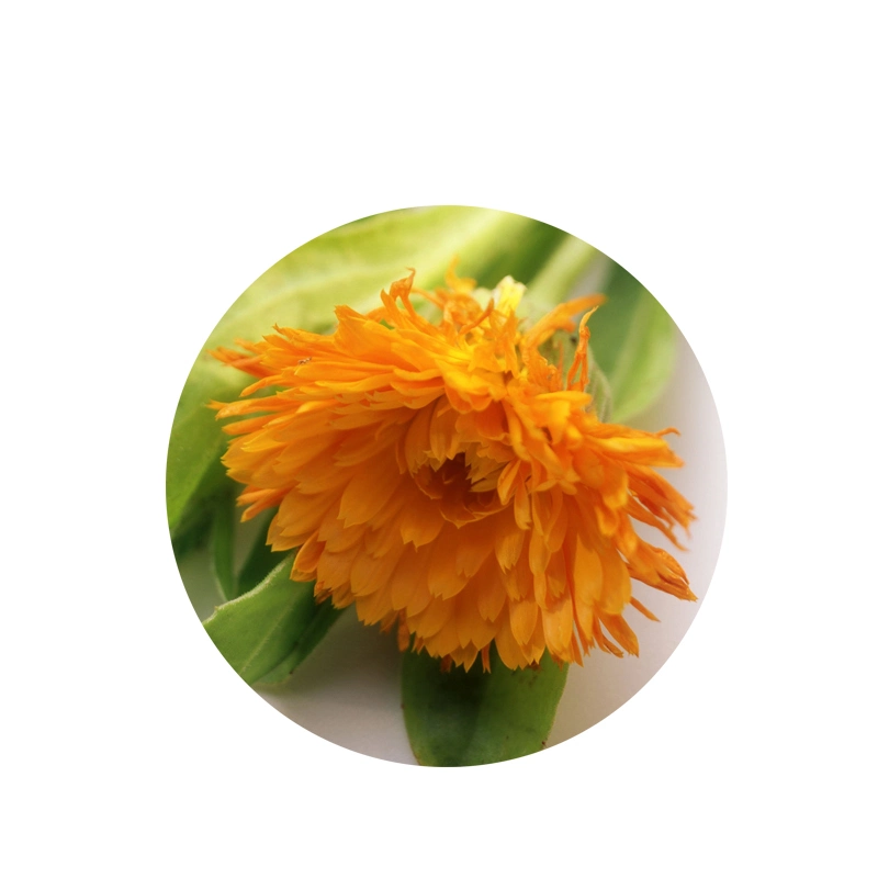 Norme BPF extrait de Marigold zéaxanthine cryptoxanthine pour la santé et Beauté