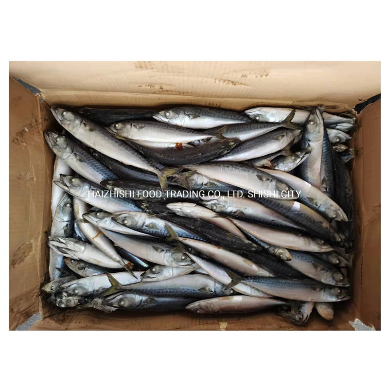 New Arrival Fish High Quality Frozen Pacific Mackerel 100-200g