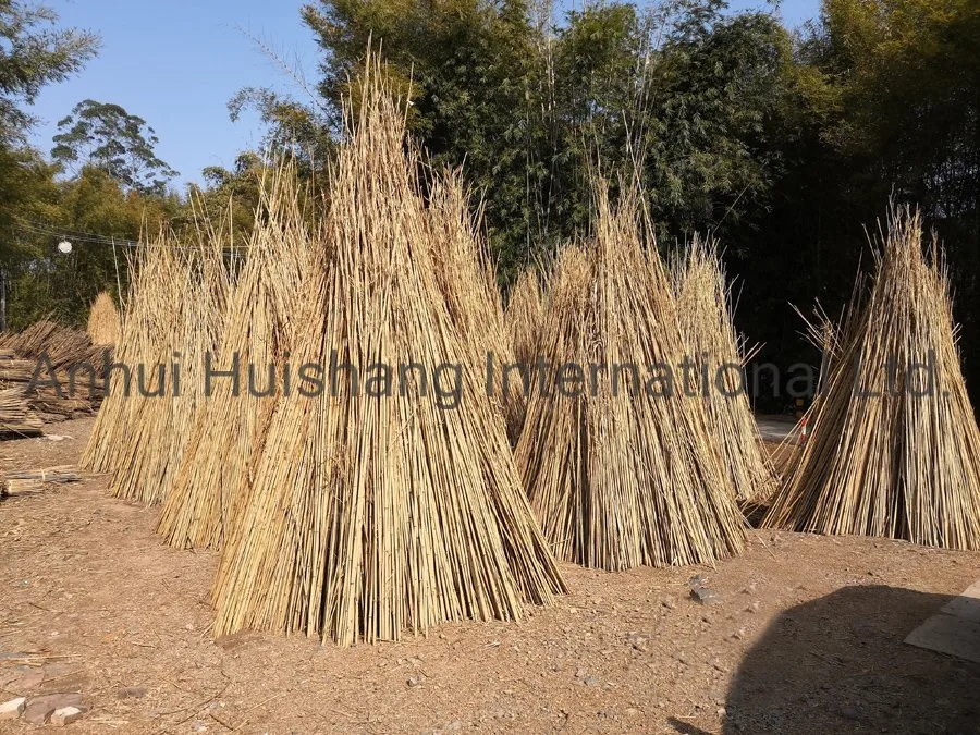 Bâtons de bambou bambou séché Tonkin pôles