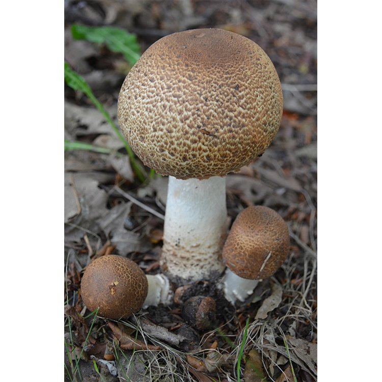 Natürliches Agaricus Blazei Murill Pilzextrakt Pulver Agaricus Blazei Extrakt Agaricus Blazei Pilzpulver