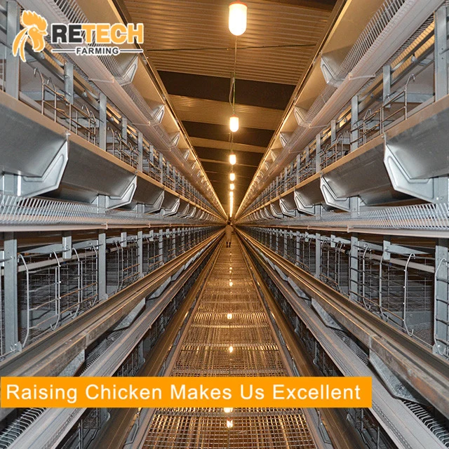 Automatic H Type Poultry Cage Layer Chicken Battery Cages