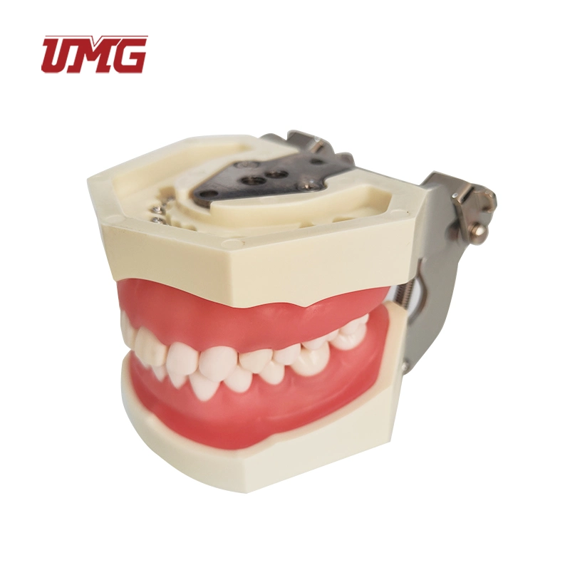 Dental Practise Model Teeth Root Canal Filling Model