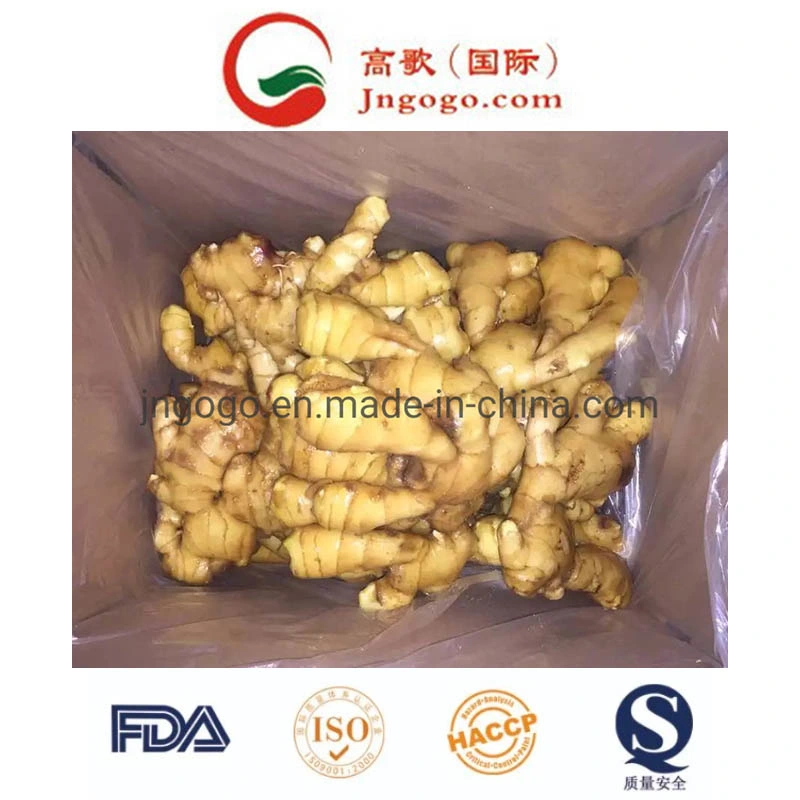 Golden Supplier Fresh Ginger (100-250g and up)