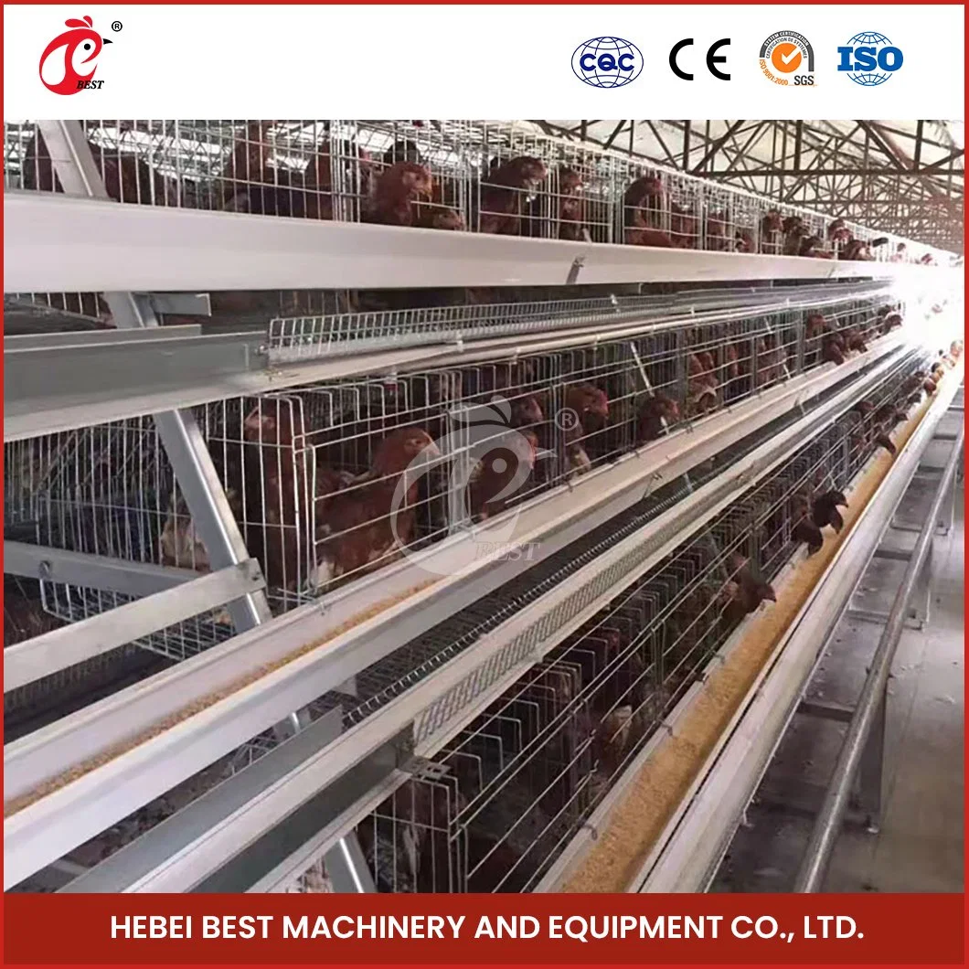 Bestchickencage Ordinary Type Layer Cage China Big Layer Coop Factory Sample Available Oxford Material Layers Cage 1000 Chickens Poultry Farm