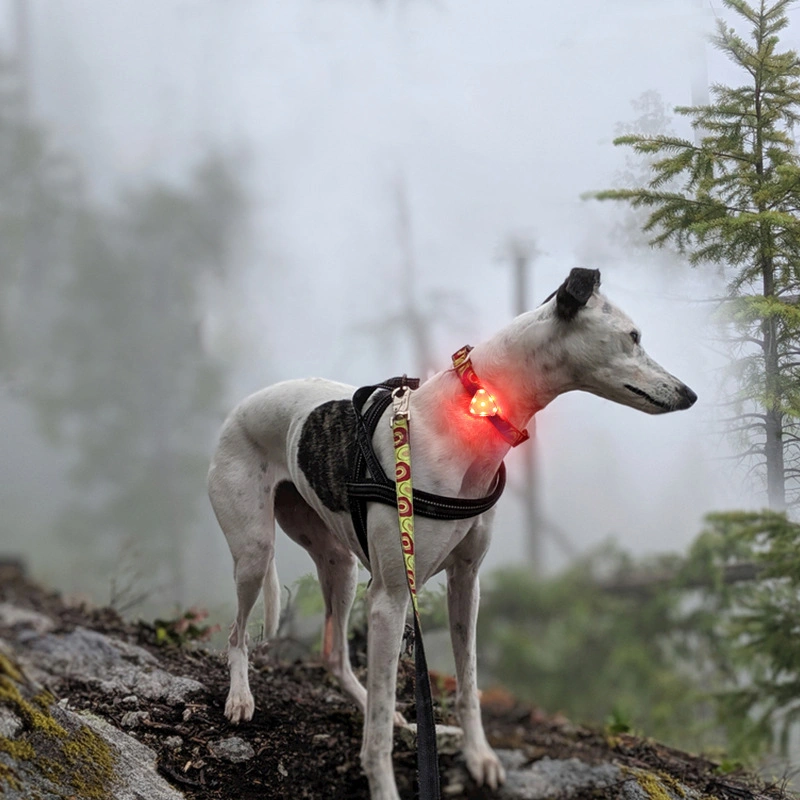 Heart-Shaped Warning LED Pet Light Long Battery Life LED Pet Light