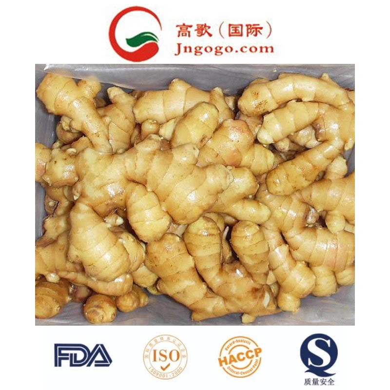 Fresh Shine Yellow Dry Ginger Supplier