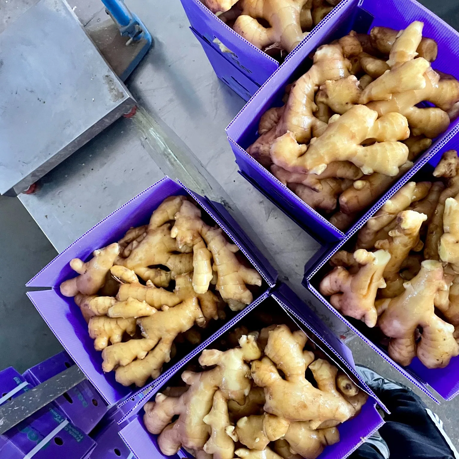 China Fresh Ginger Wholesaler Buyer in Market Ginger Price