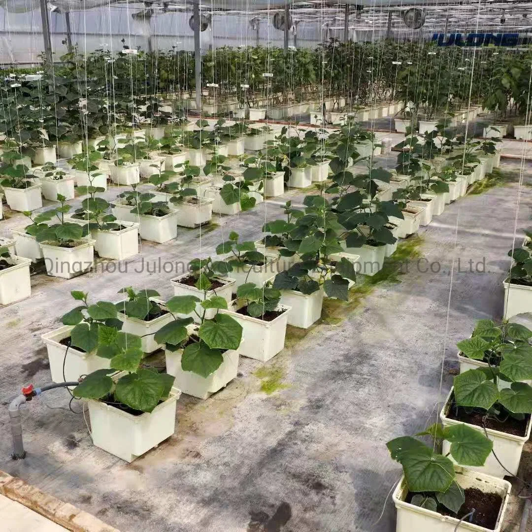 Indoor ferme/serre hydroponique néerlandais de godet pour système d'irrigation au goutte à goutte