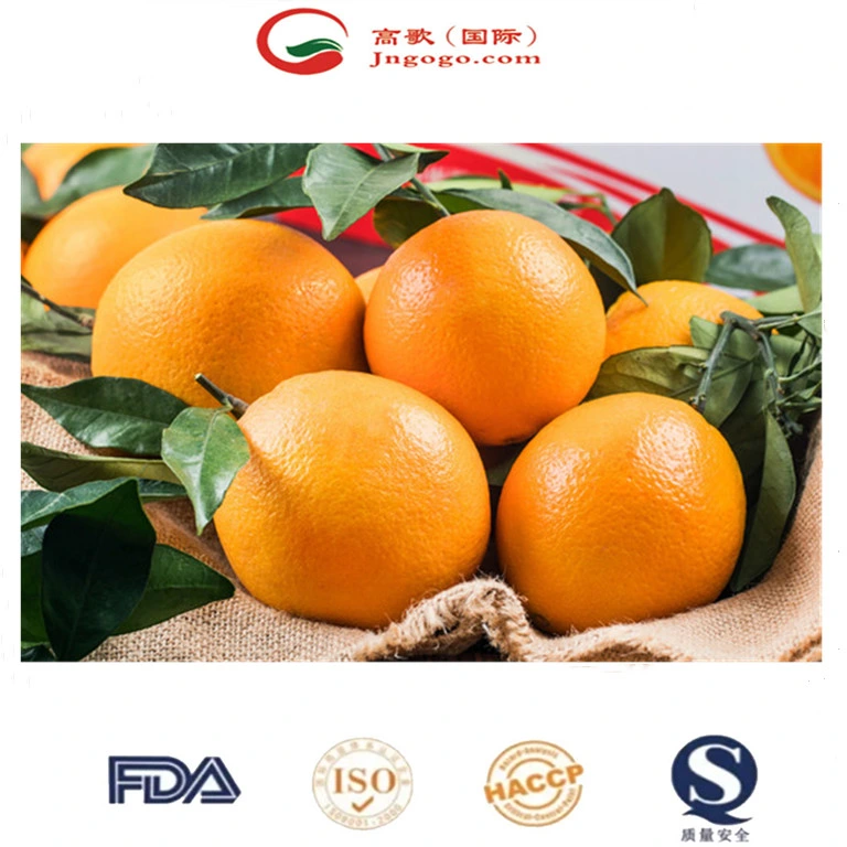 China New Crop Fresh and Sweet Lane Late High Brix Navel Orange