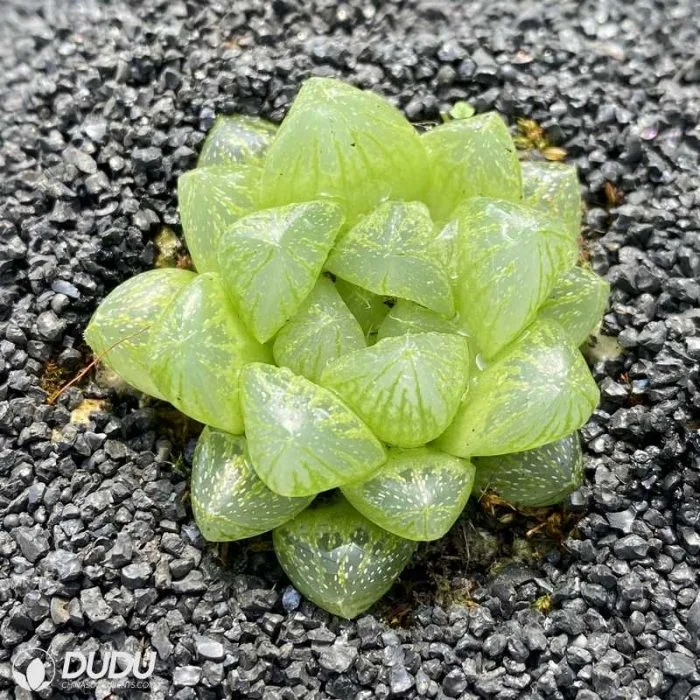 Dudu China Haworthia Snow Lithop/Haworthia/Kaktus Live Sukkulenten Pflanzen