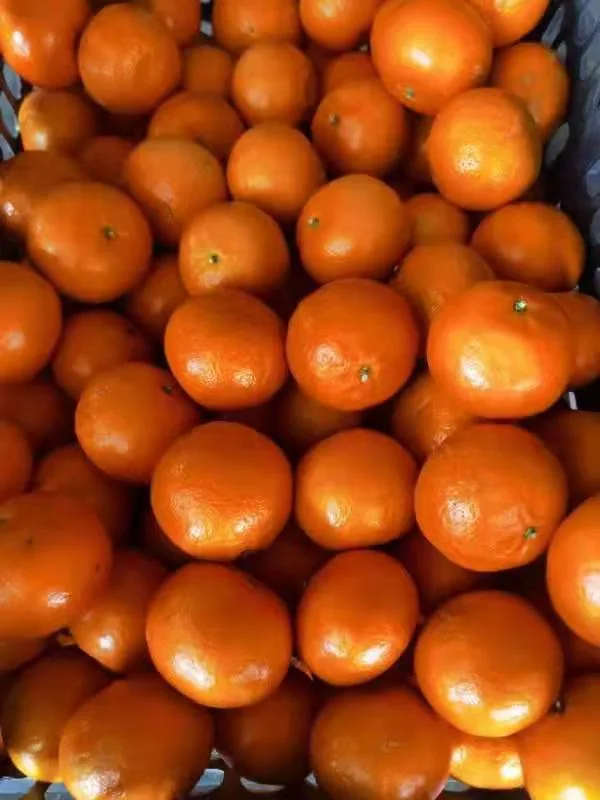 Fresh Mandarin Fine, Residue Free, Pure Sweet and Juicy Fruit Wogan Mandarin