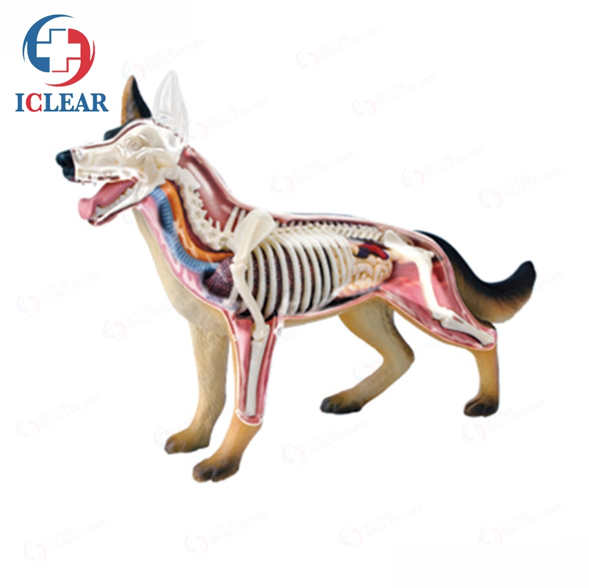 4D Master importierte PVC Anatomical Modelle von Tieren für die Medizin Unterricht