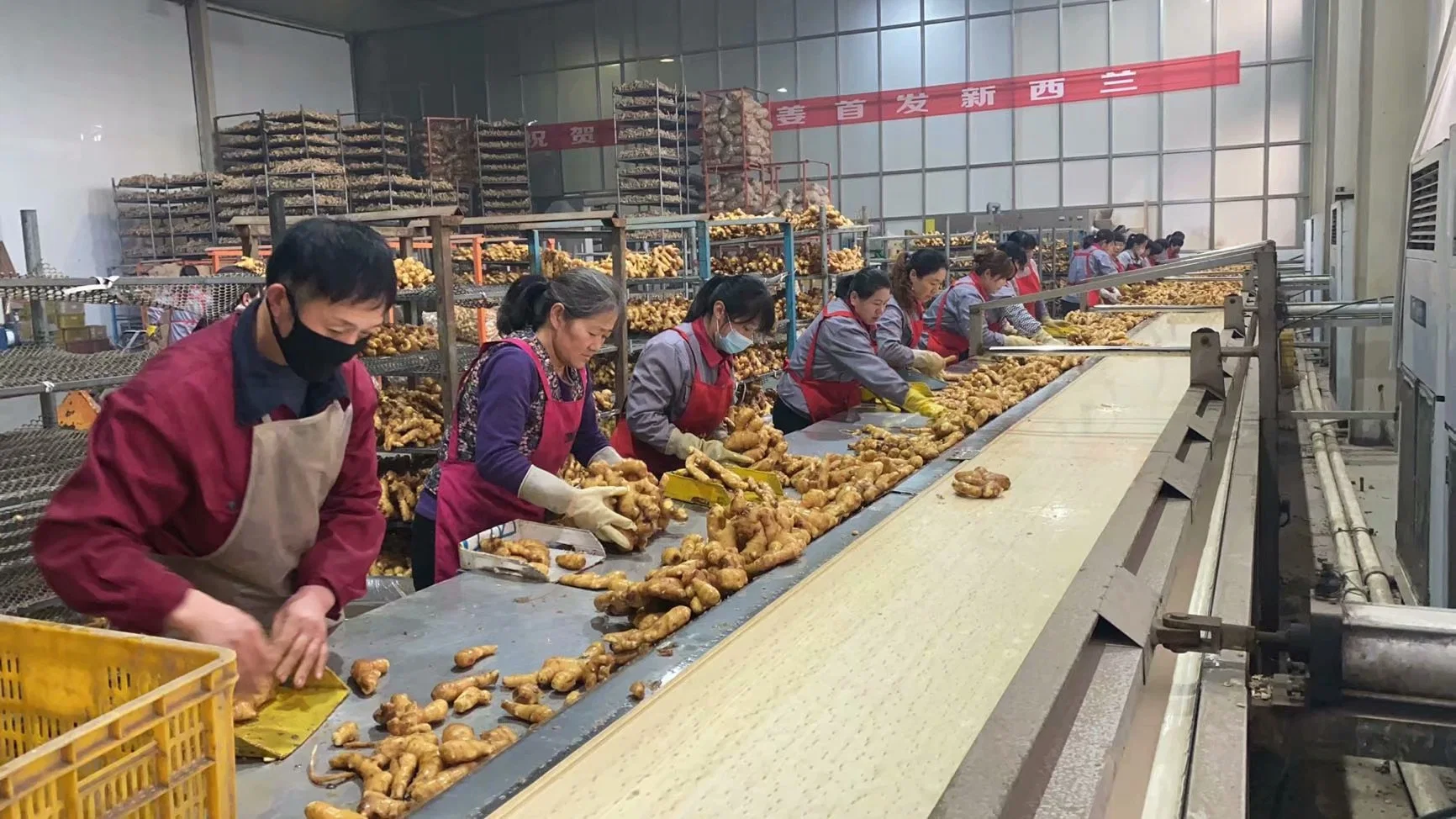 Hot Sales Fresh Ginger for European Market