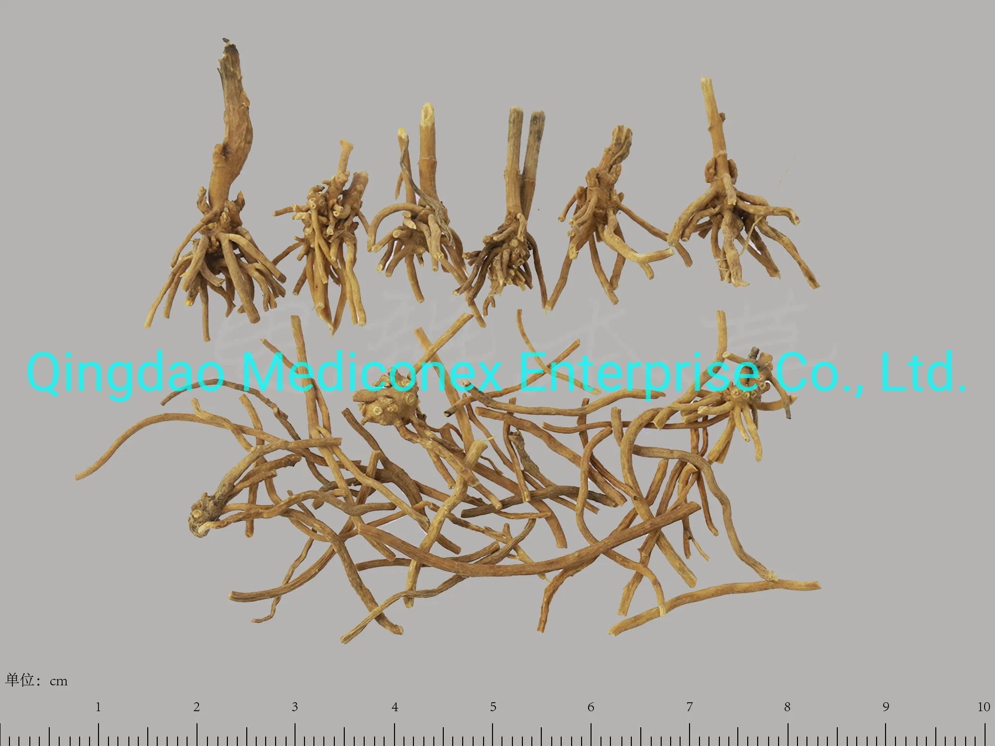 Gentiana Macrophylla (root) Natural Herb Prepared Traditional Chinese Herbal Medicine Expelling Dampness