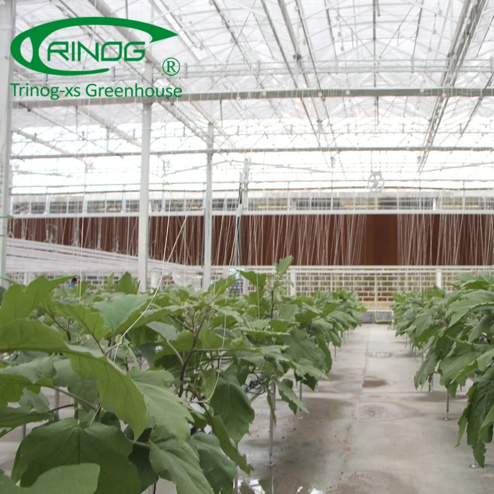 High tech hydroponics system for cucumber growing in greenhouse