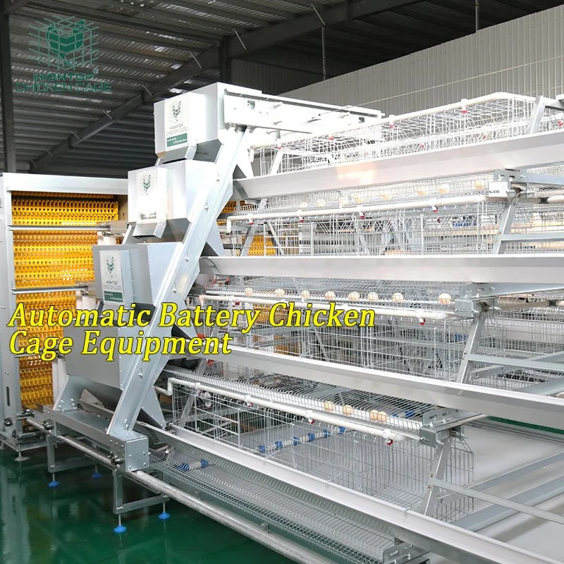 Hightop Poultry Farm Electric Galvanized A Type Automatic Chicken Layer Cage