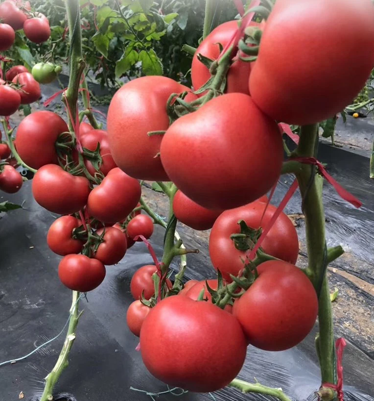 Bien indeterminado grande empresa de semillas de tomate rosa