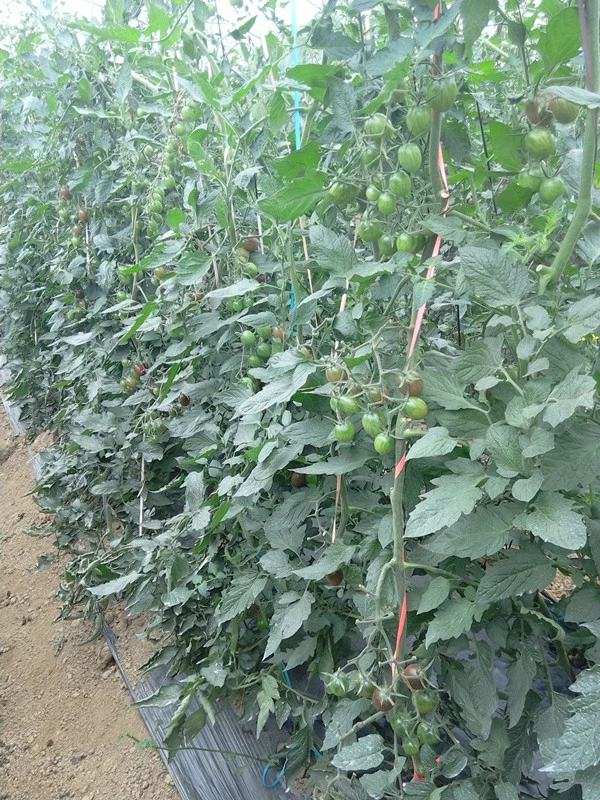 Unbestimmte rote Kirsche Tomatensamen Gemüsefrucht Samen für die Aussaat