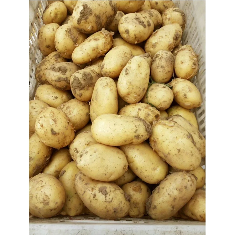 New Crop Yellow Fresh Potato Wholesale/Supplier