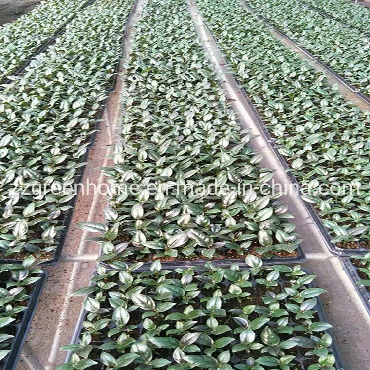 Ficus Elastica Dark Burgundy Tray Seedlings