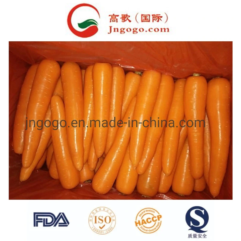 New Crop High quality/High cost performance Fresh Carrot (200-250G)