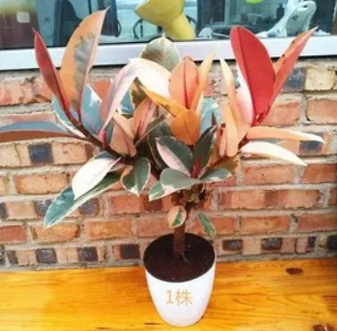 Hot Sale plantas de borracha Ficus Tineke