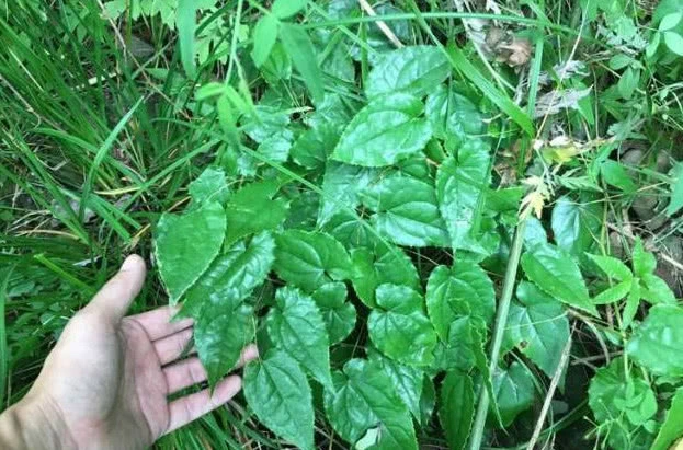 100% natürlicher Epimedium-Auszug Icariin horniger Ziegeweed-Auszug für Geschlechts-Mann