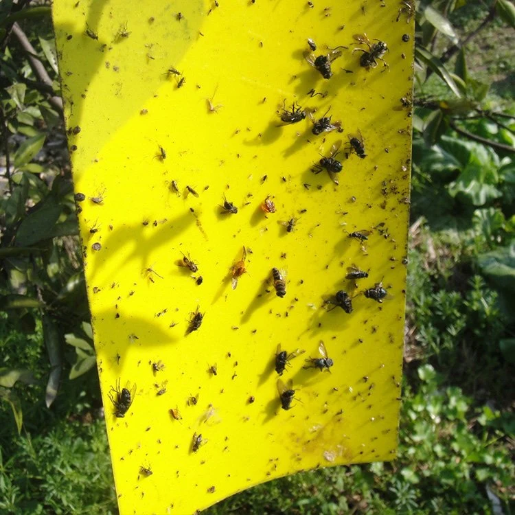 Mosquito Proof in Production Workshop Traps