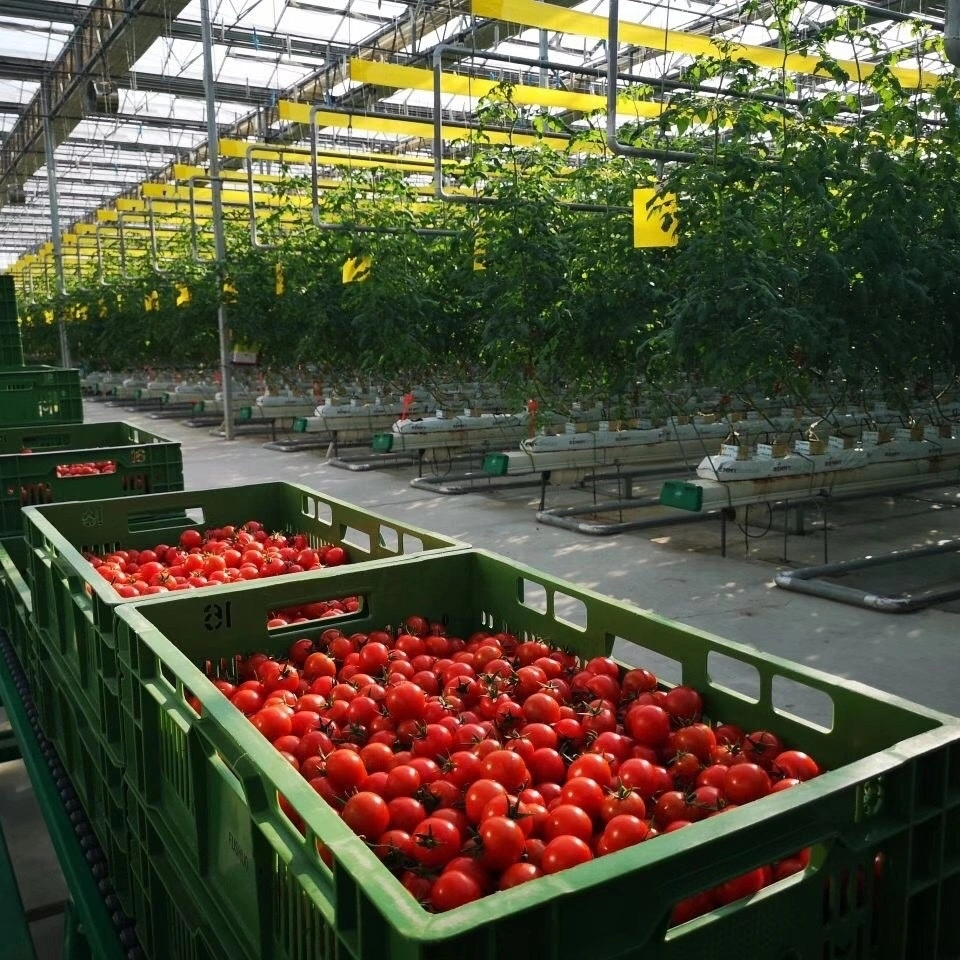 Whitefly Killer for Tomato Farm Yellow Aphids Roll