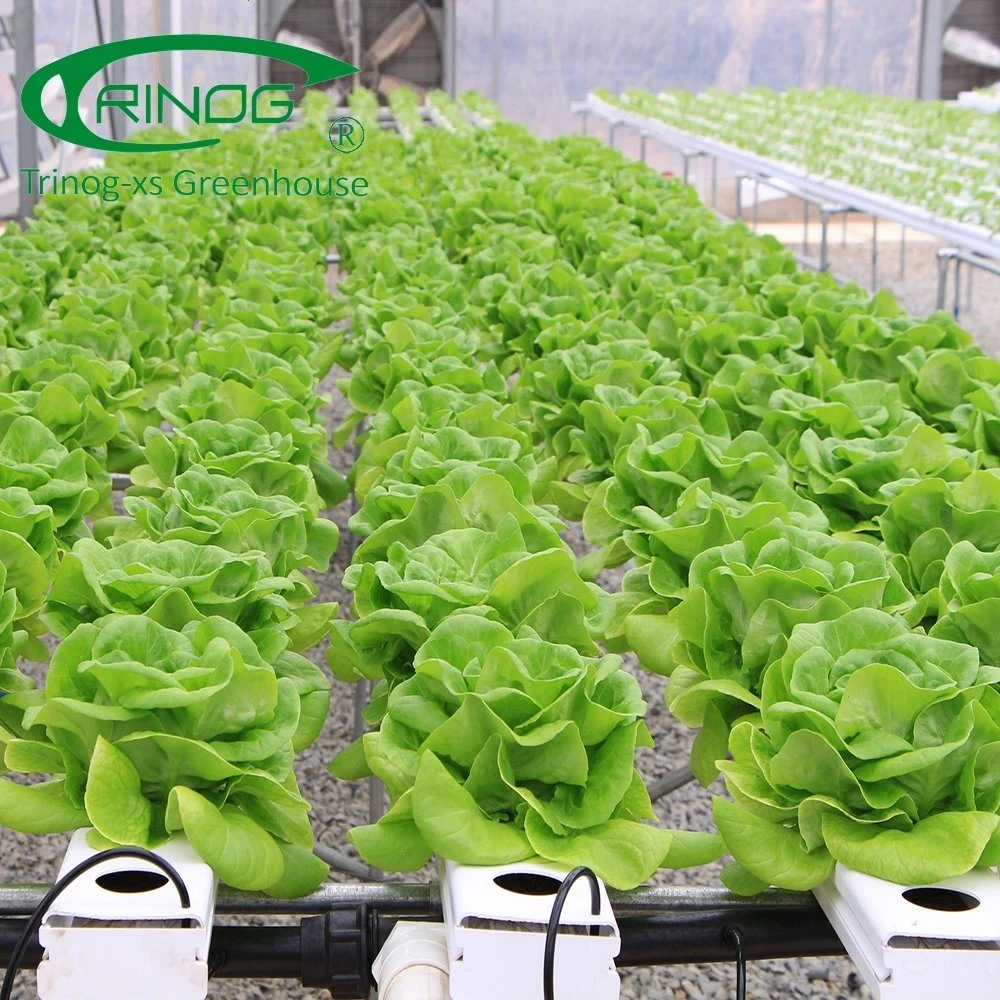 Multi-Span Cultivation Hydroponics System Plastic Film Greenhouse for Vegetables