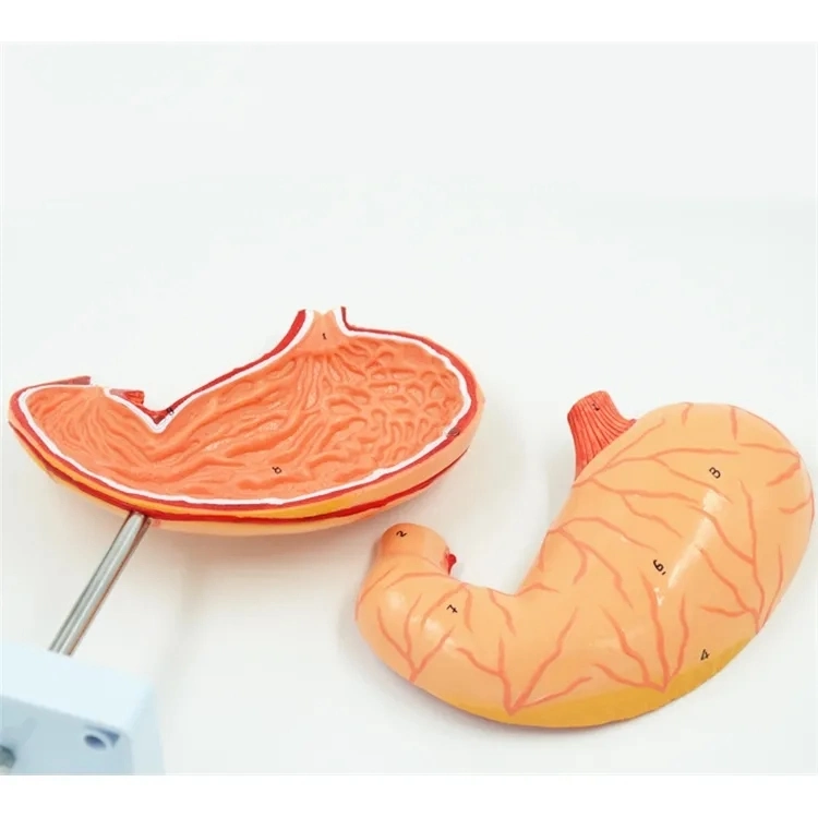 Human Stomach Model 2 Times Life Size 2 Parts Teaching Stomach Model