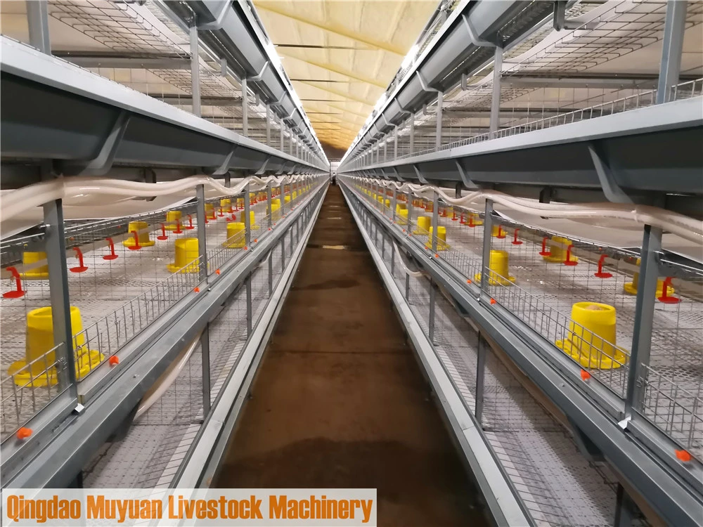 Automatic Poultry Shed Watering Drinking System of Broiler Chicken Cage