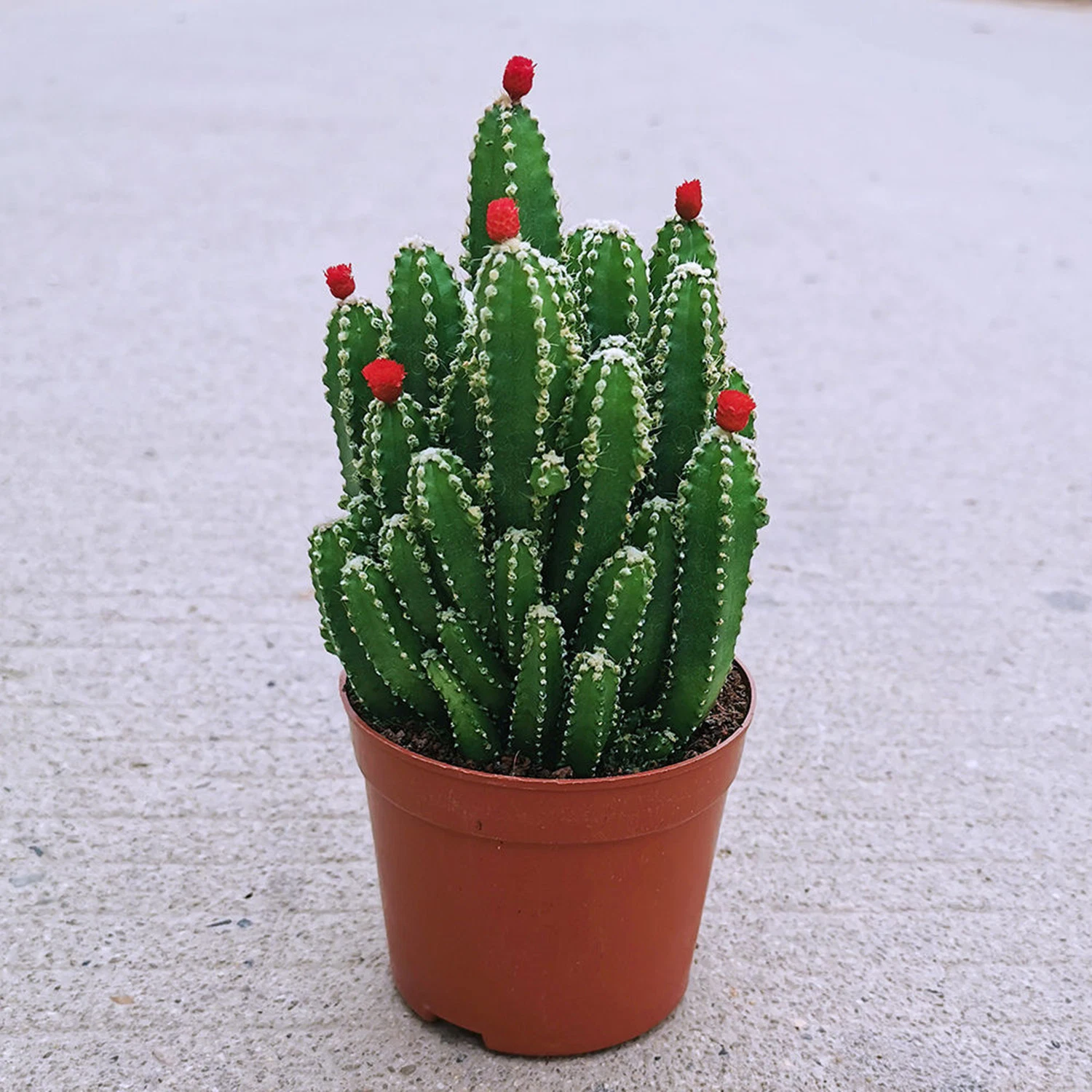 Cactus Euphorbia Tirucalli Live Plant Outdoor Greenery Potted Cactus for Home Office Decor