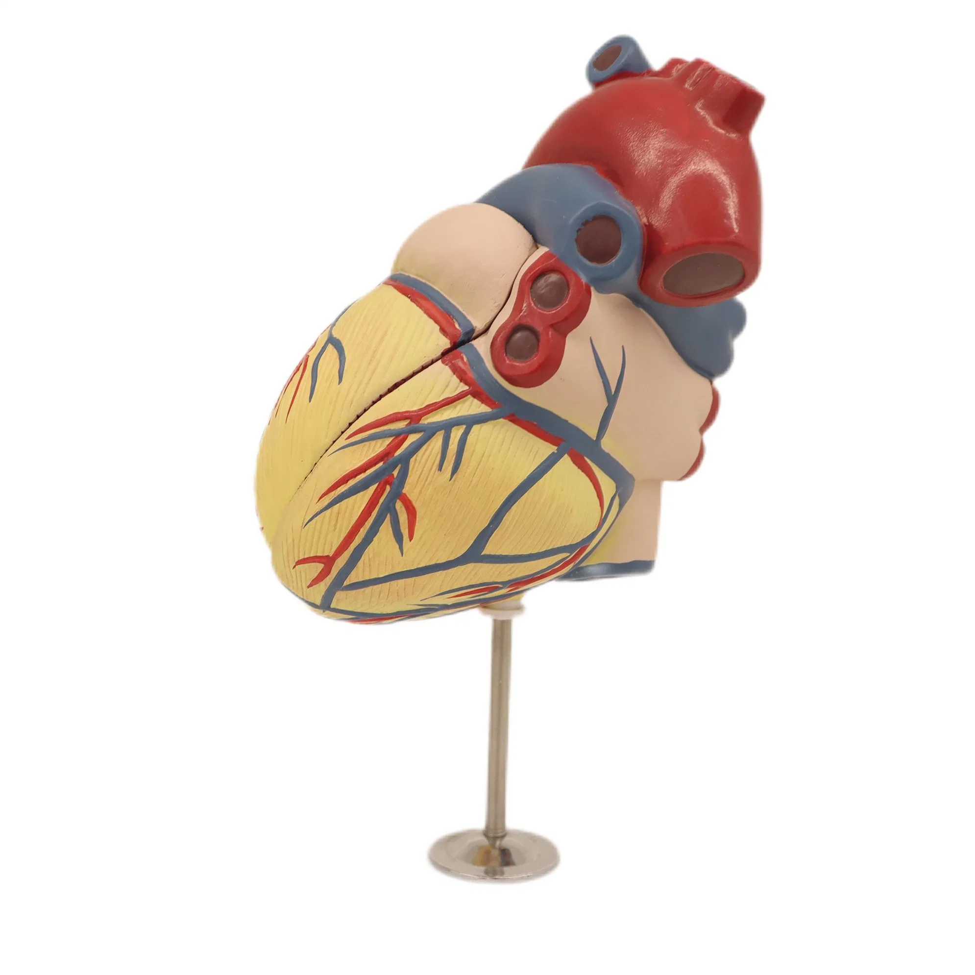 Modelos de Enseñanza médica Color óseo Modelo de disección de corazón de esqueleto humano