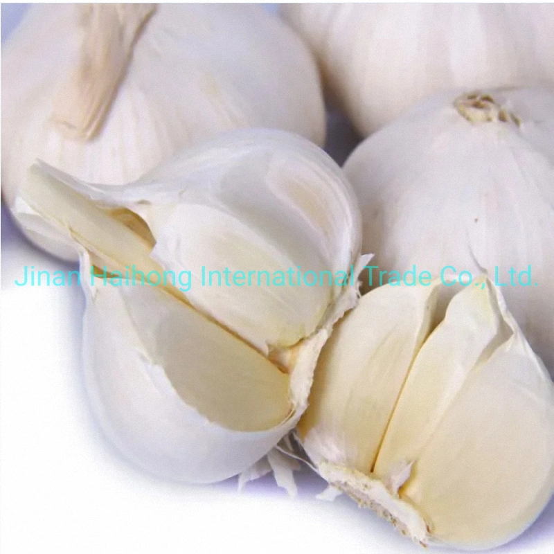 Shandong Fresh Garlic (white or purple) Low Price