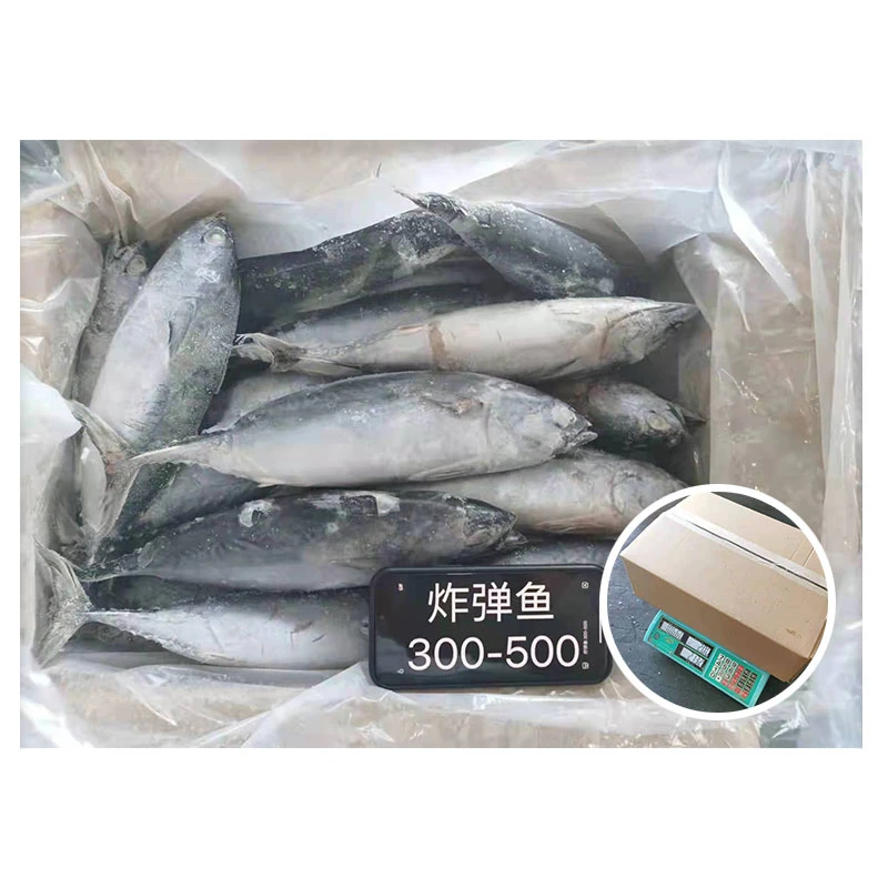 جودة عالية IQF Frozen Bonito Fish 300-500 غ