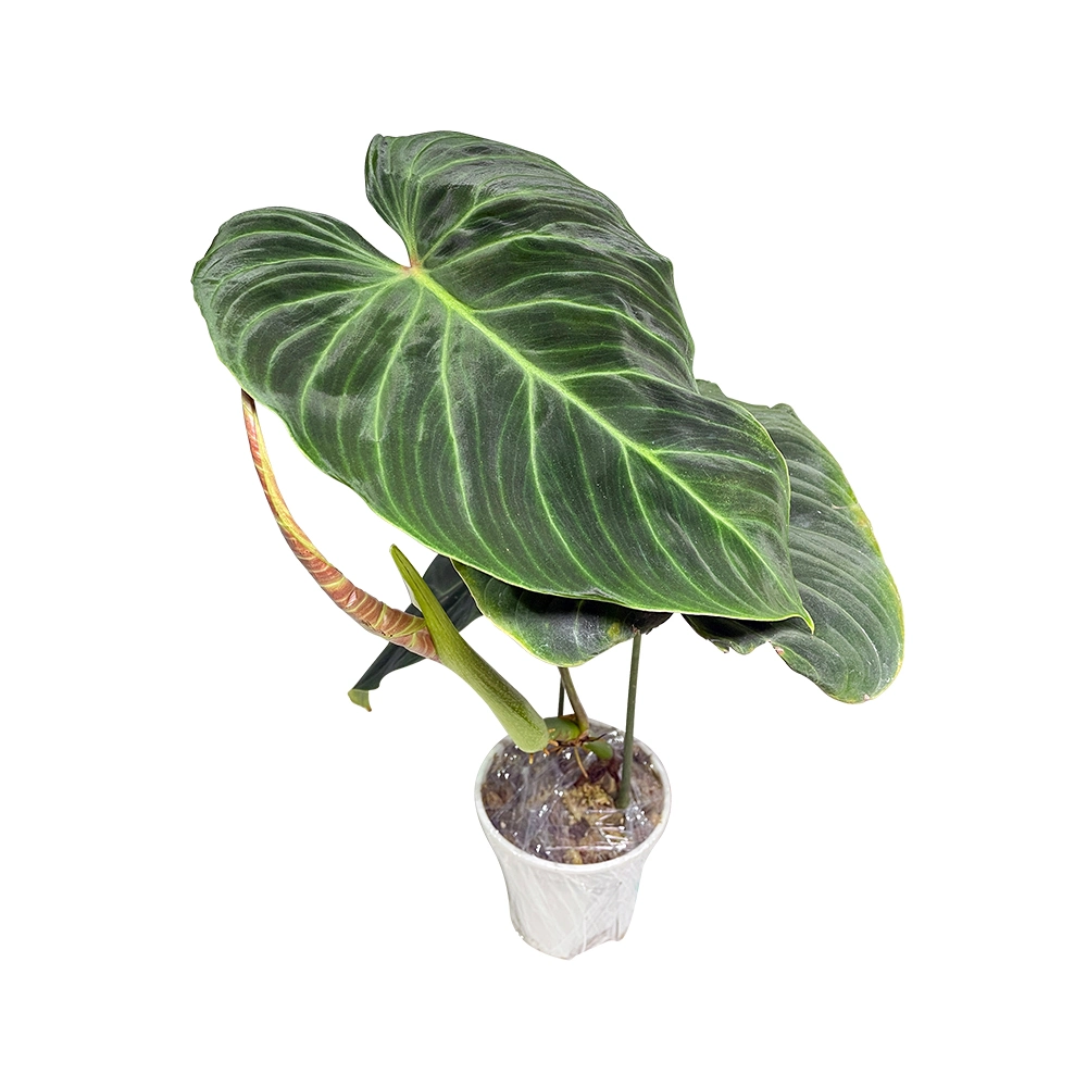 Philodendron Melanochrysum Real Plant Bonsai Home Decor Nursery Wholesale/Supplier