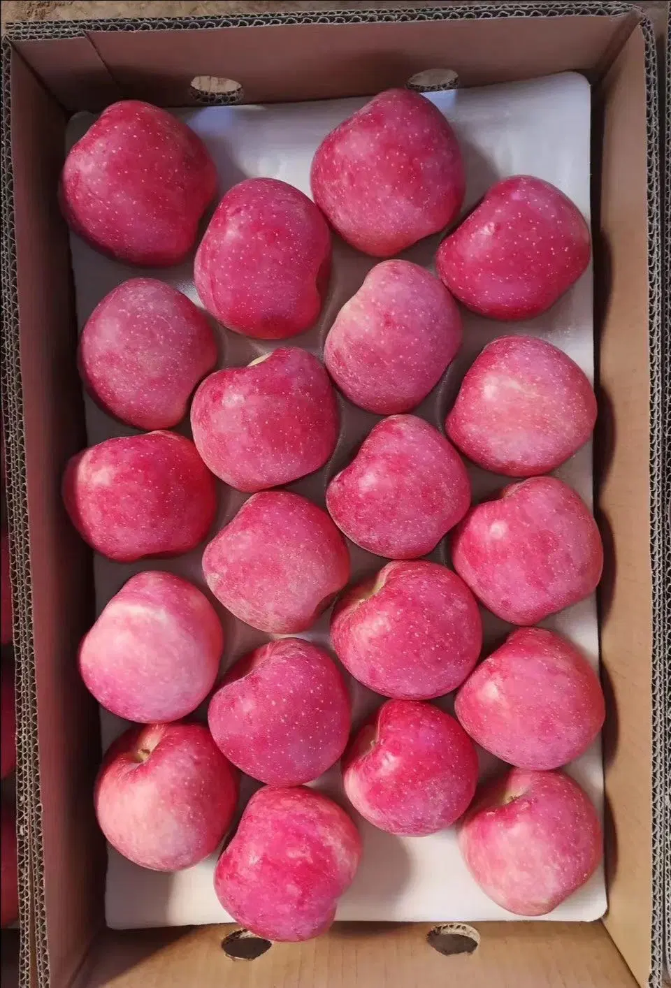 Yantai Red FUJI Apple Blush