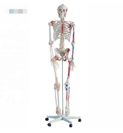 Neues Design Menschliches Anatomisches Skelettmodell