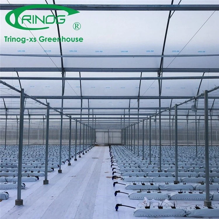 Large Space Multi-Span Film Green House for Tomato Farm